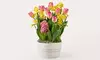 Luxury Lush House Plants from ProFlowers for Every Milestone Celebration (Up to 45% Off)