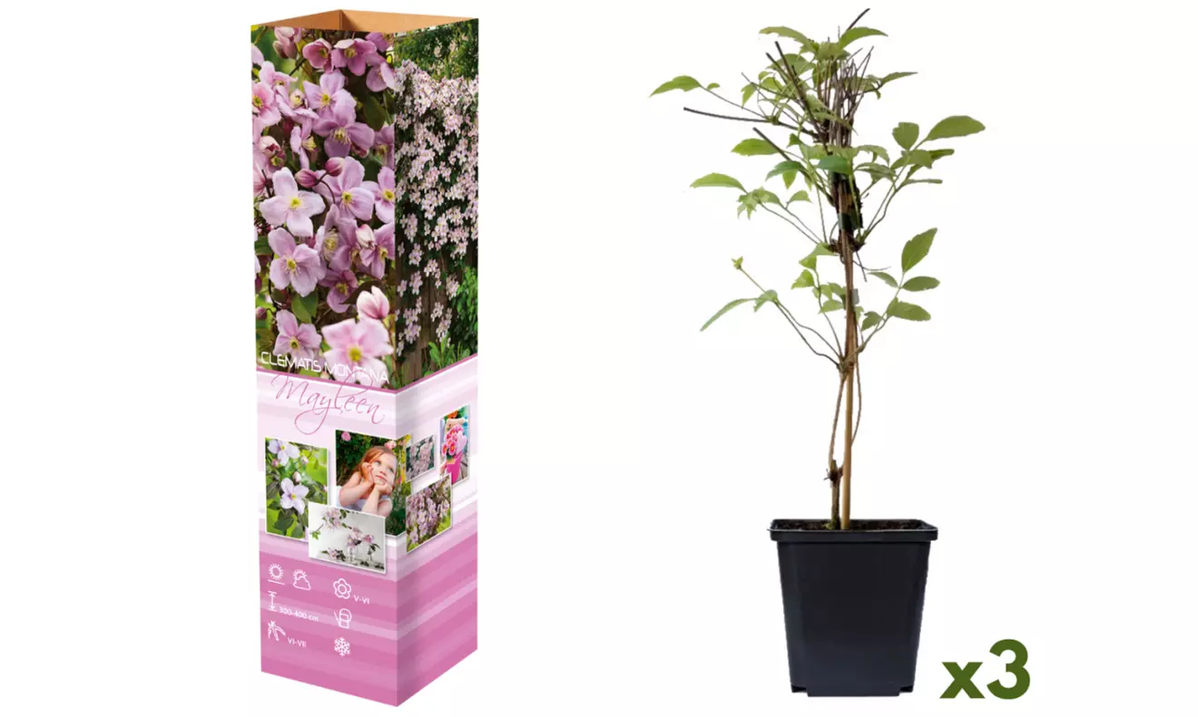 Set de 3 plantas Clematis