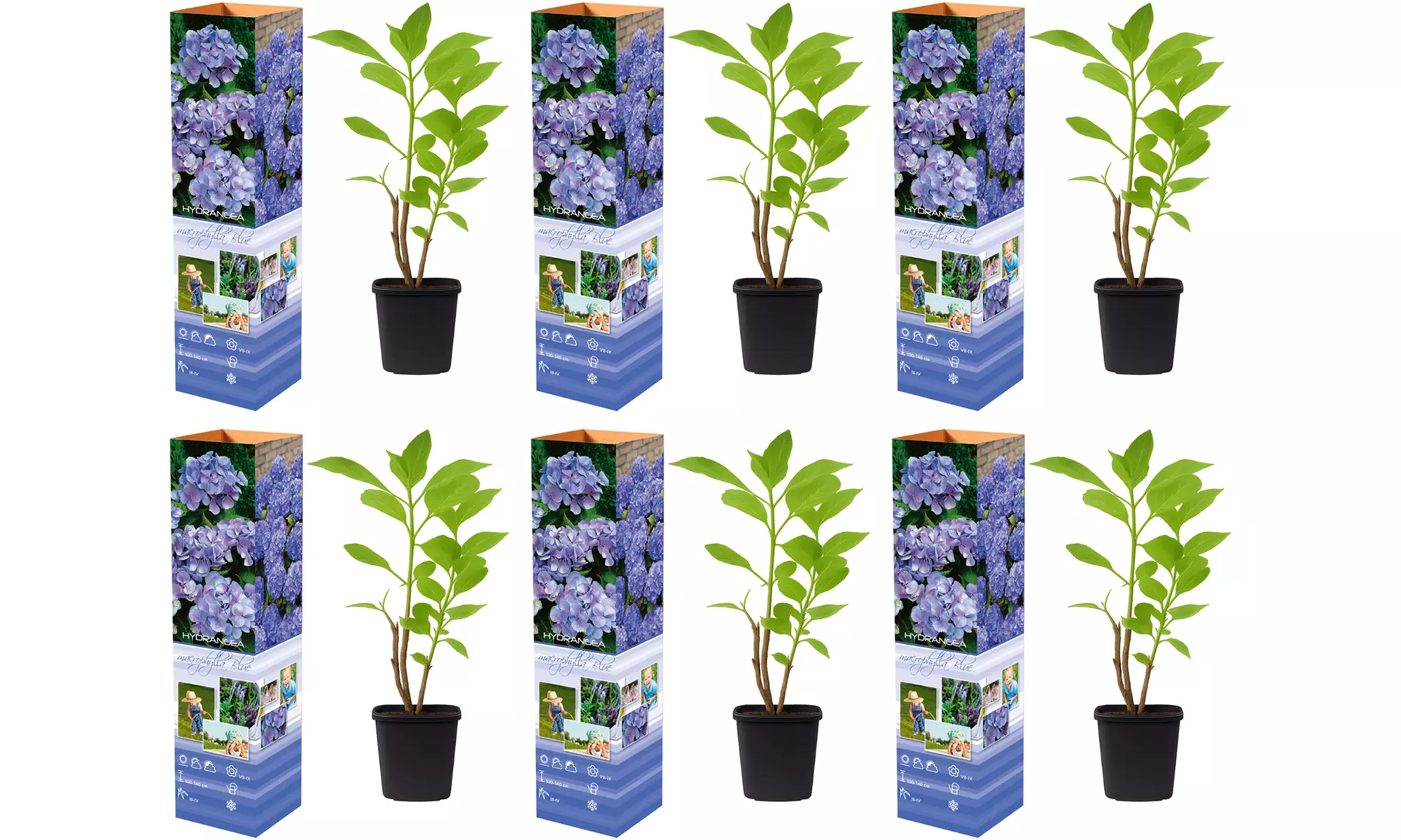 3er- oder 6er-Set Hortensien