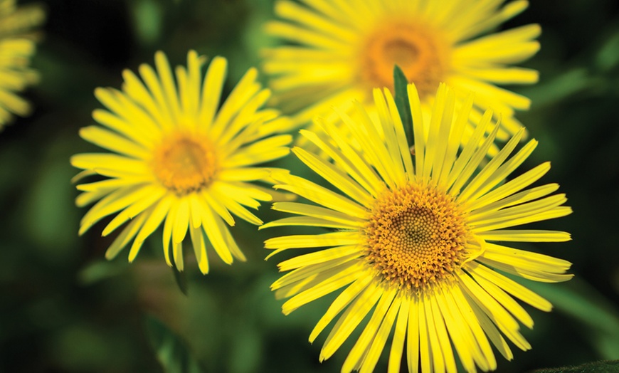 Image 11: Rainbow Perennial Collection - 72 or 144 Plants