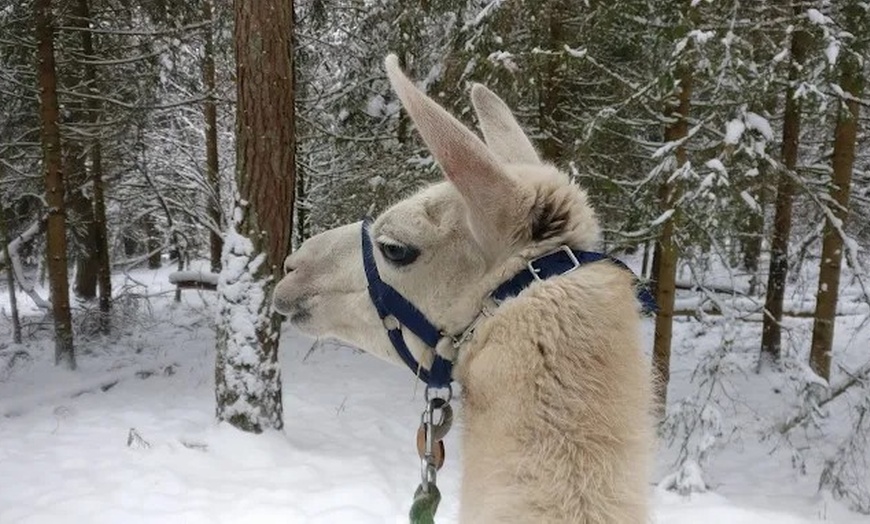 Image 4: Winterliche Lamawanderung für 2 Personen im Pfälzerwald ❄️