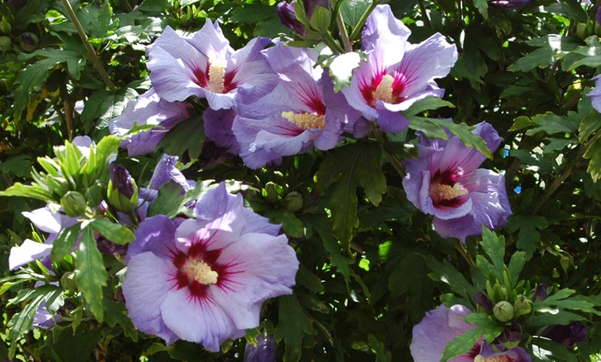 Image 2: Hibiscus Syriacus Marina, Lavender-Blue Blooms in 3L Pot