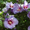 Image 2: Hibiscus Syriacus Marina, Lavender-Blue Blooms in 3L Pot