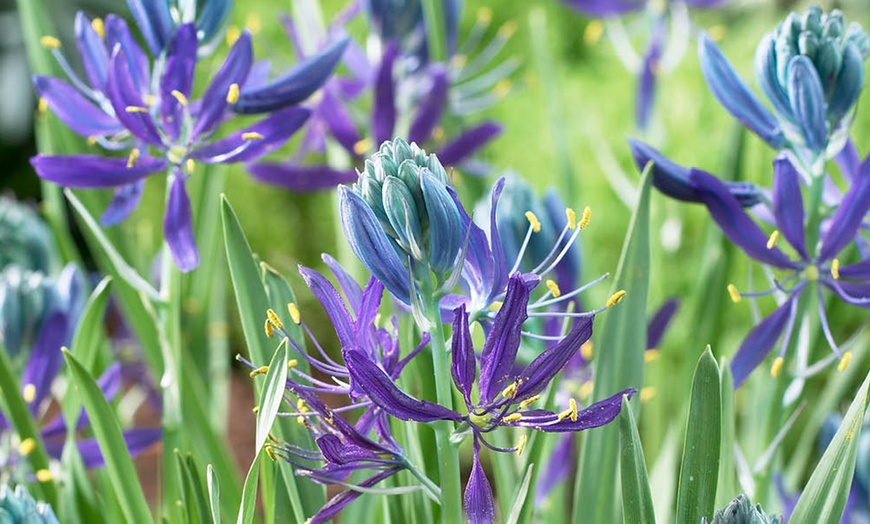 Image 1: Camassia Quamash Bulbs – 50 or 100 Blue Star Spring Flowers 