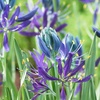 Image 1: Camassia Quamash Bulbs – 50 or 100 Blue Star Spring Flowers 