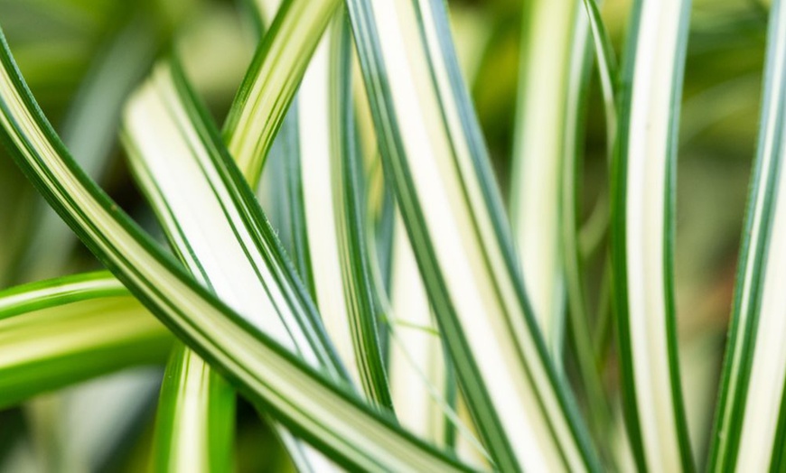 Image 3: Carex 'Moon Falls' - 1, 2 or 3 potted Plants 