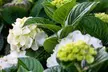 Live Hydrangea Outdoor Plants - Perennial Shrubs with Vibrant Reblooming Flowers in Quart, 1 or 2 Gallon Sizes, Multiple Varieties, Free Shipping (Up to 24% Off) - Second Medium