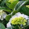 Image 4: Hydrangeas in Quart, 1 Gallon, and 2 Gallon Sizes with Free Shipping (Up to 15% Off)