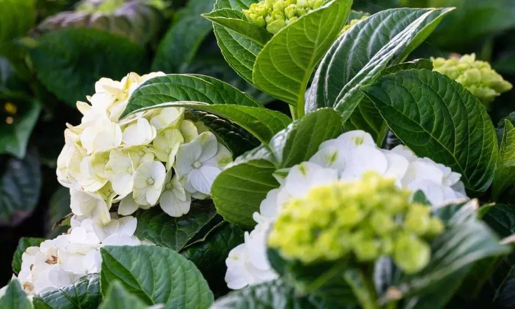 Hydrangeas in Quart, 1 Gallon, and 2 Gallon Sizes with Free Shipping (Up to 24% Off)