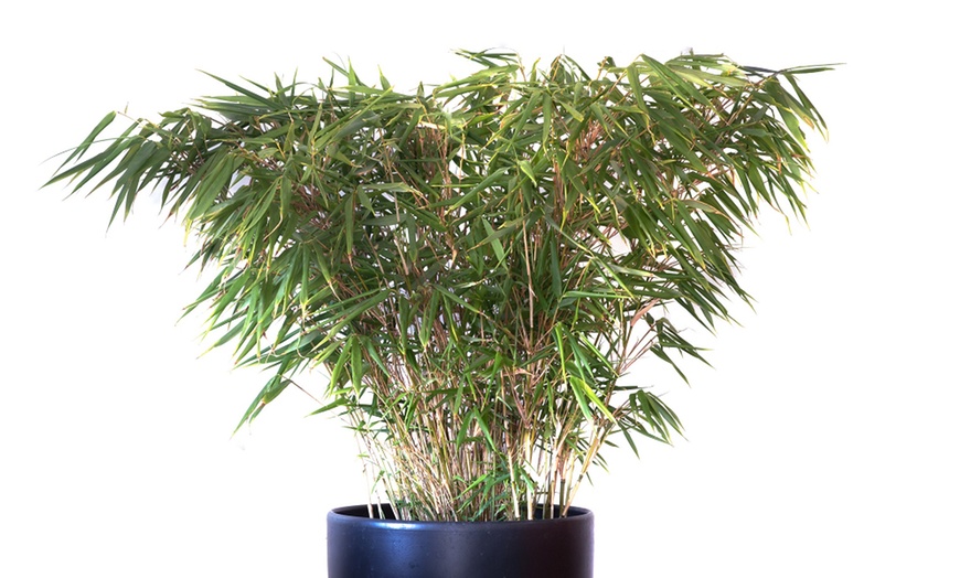 Image 3: One or Two Umbrella Bamboo 'Fargesia Rufa' Potted Plants 