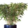 Image 3: One or Two Umbrella Bamboo 'Fargesia Rufa' Potted Plants 