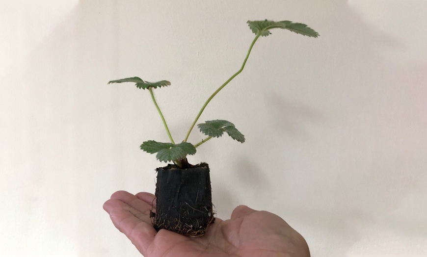 Image 3: Strawberry Sweet Colossus Plants