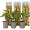 Image 1: Lot de 3 ou 6 plants de kiwi