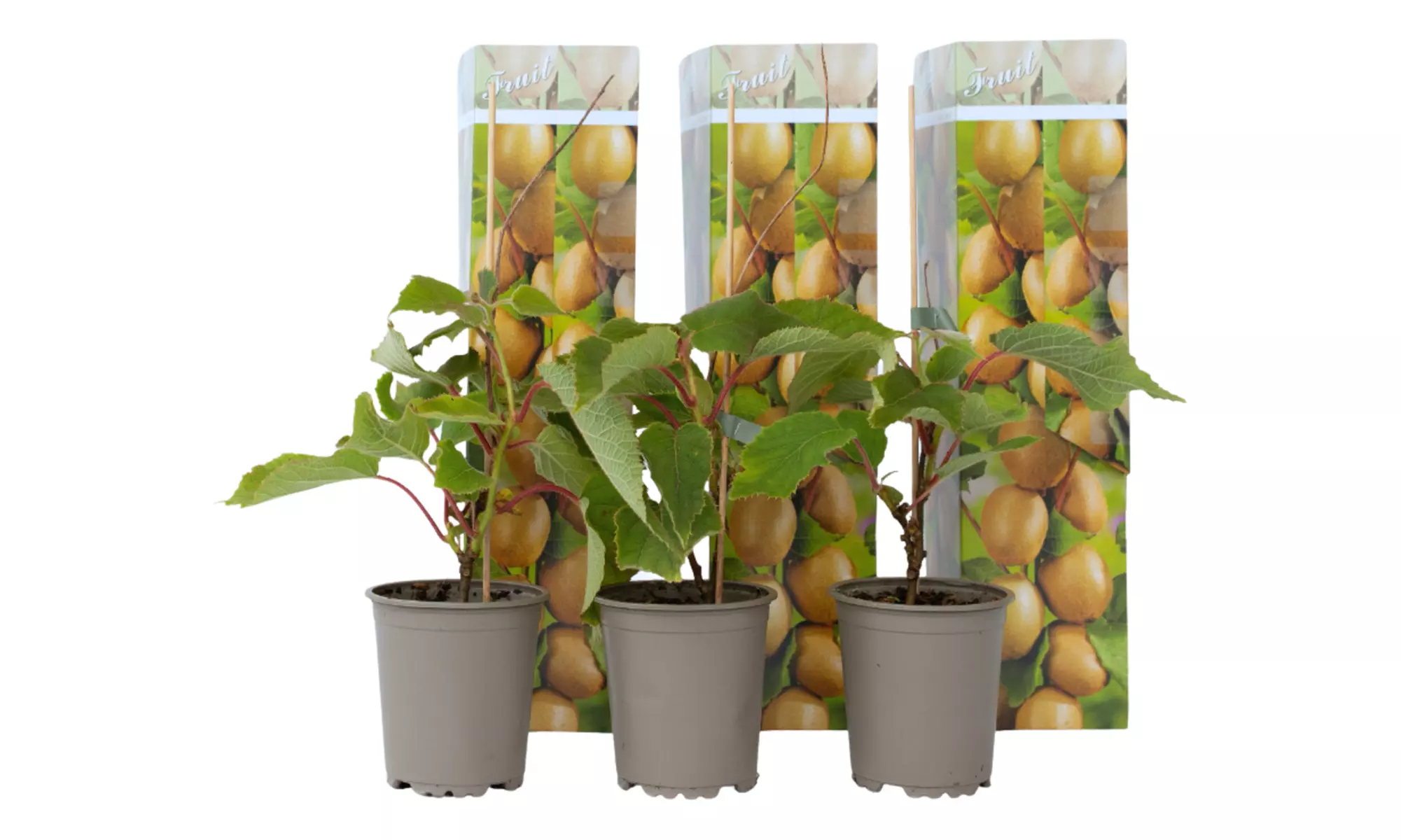 Lot de 3 ou 6 plants de kiwi, 25-40 cm à la livraison - Primary Image