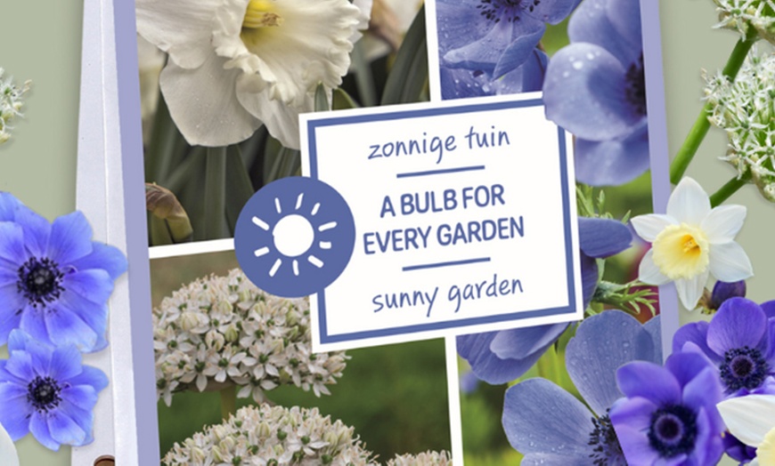 Image 4: 35x Blumenzwiebel-Mix „Sunny Garden Box“