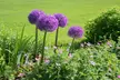 Giant Purple Ornamental Allium Flowers (3, 6, and 12 Bulbs with Planting Tool) - Second Medium