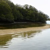 Image 6: 90-Minute Port River Dolphin & Ships Graveyard Cruise