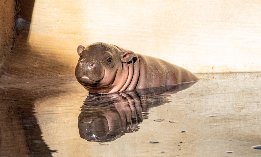 Image 2: Save on Admission to Wildlife World Zoo, Aquarium & Safari Park