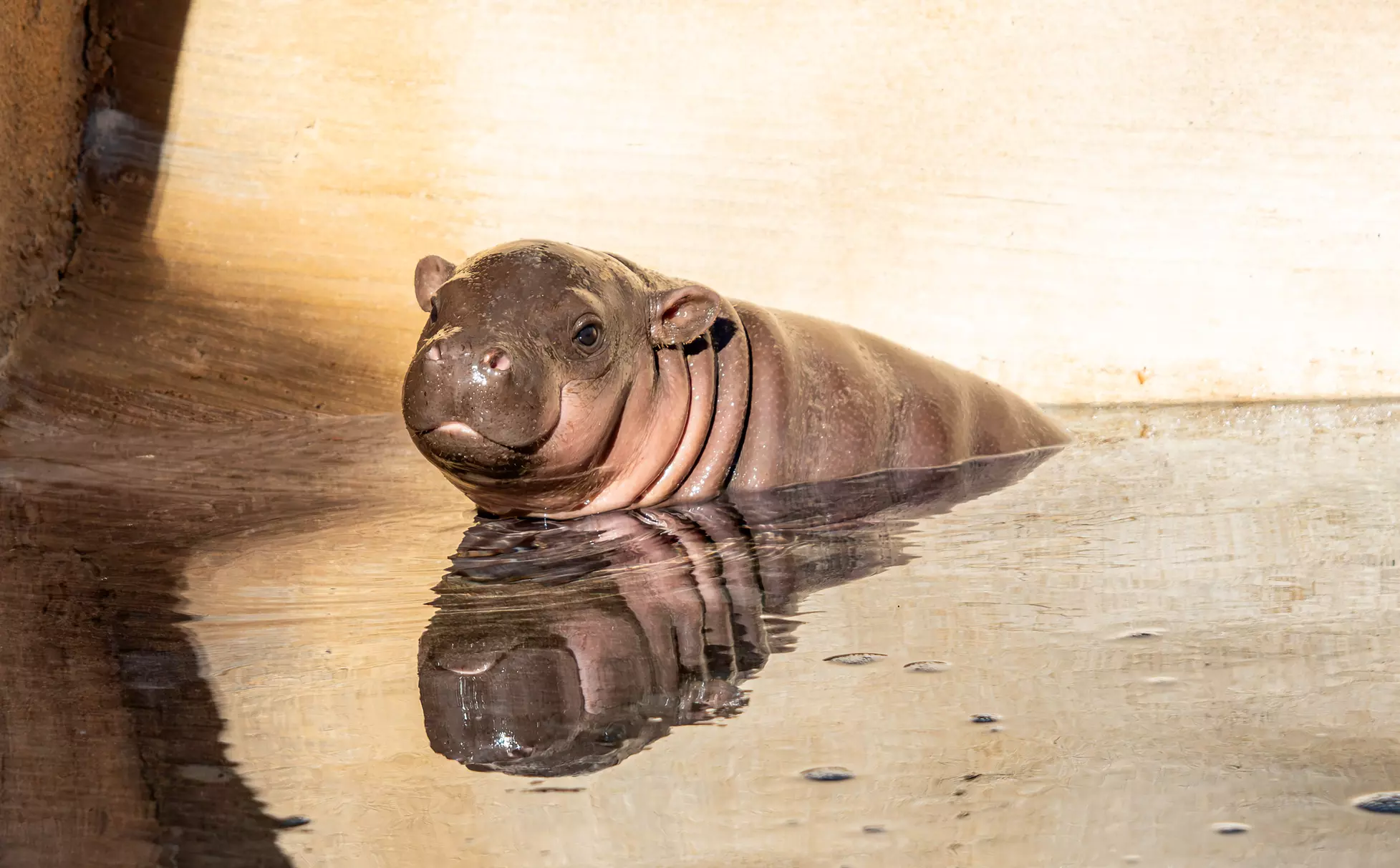 Wildlife World Zoo Discount Tickets & Aquarium Deals