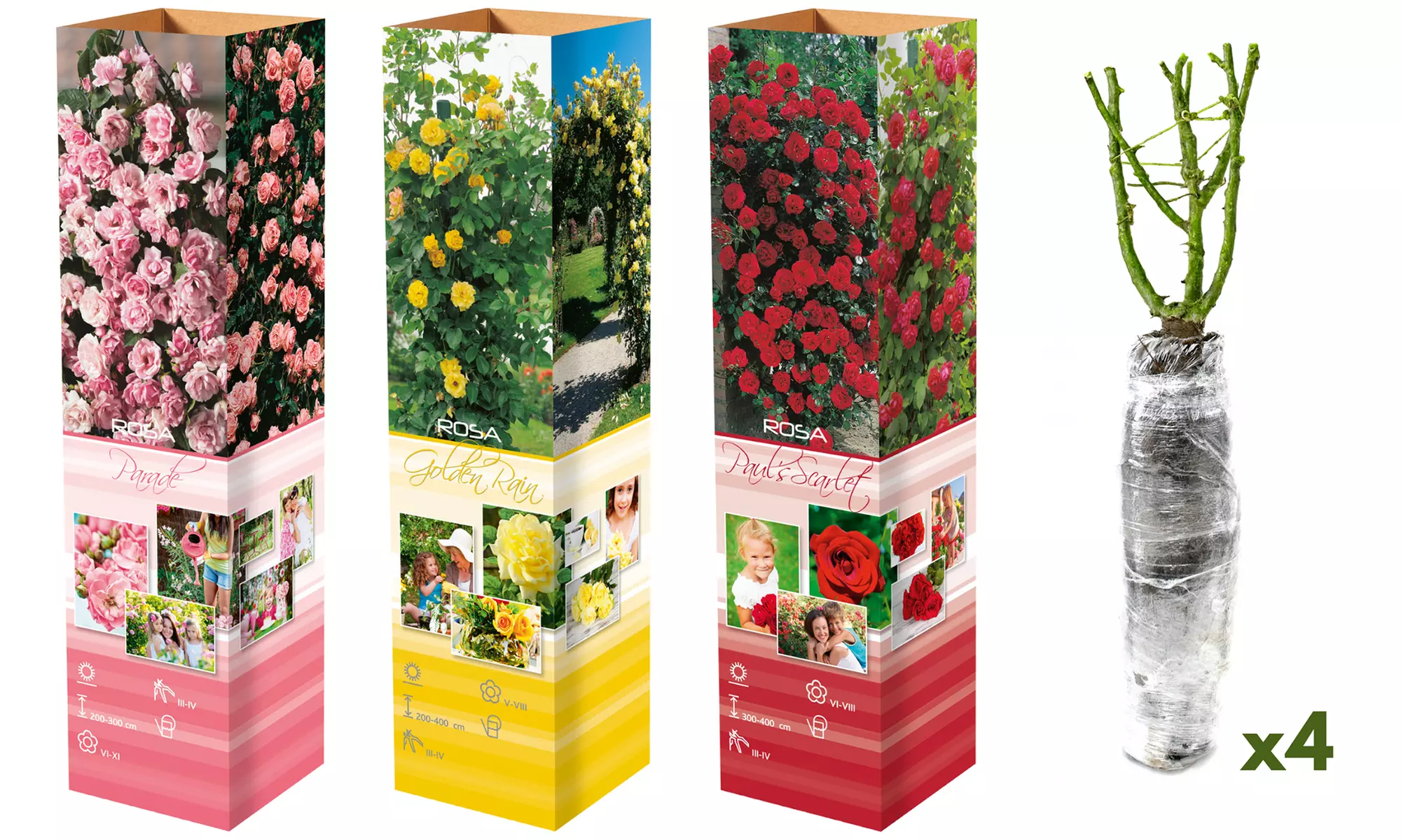 Set van 3 of 4 klimrozen