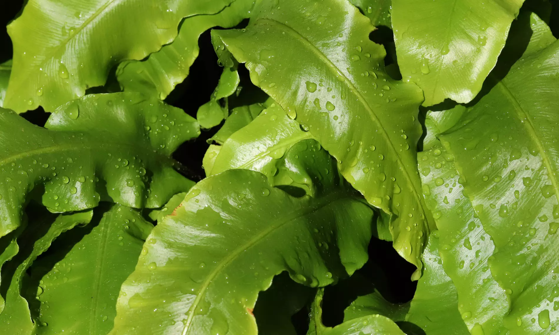 NatureNest borderpakket Nora