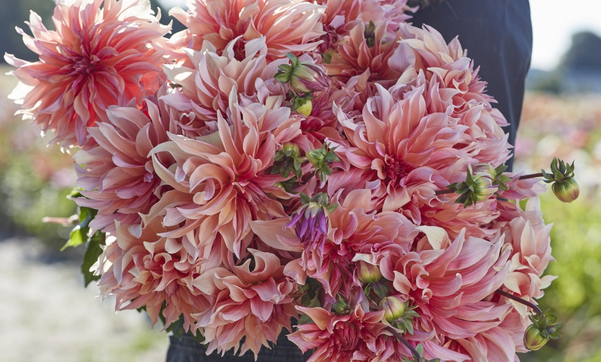 Image 3: 1,3, or 6 Dahlia Penhill Watermelon Plants