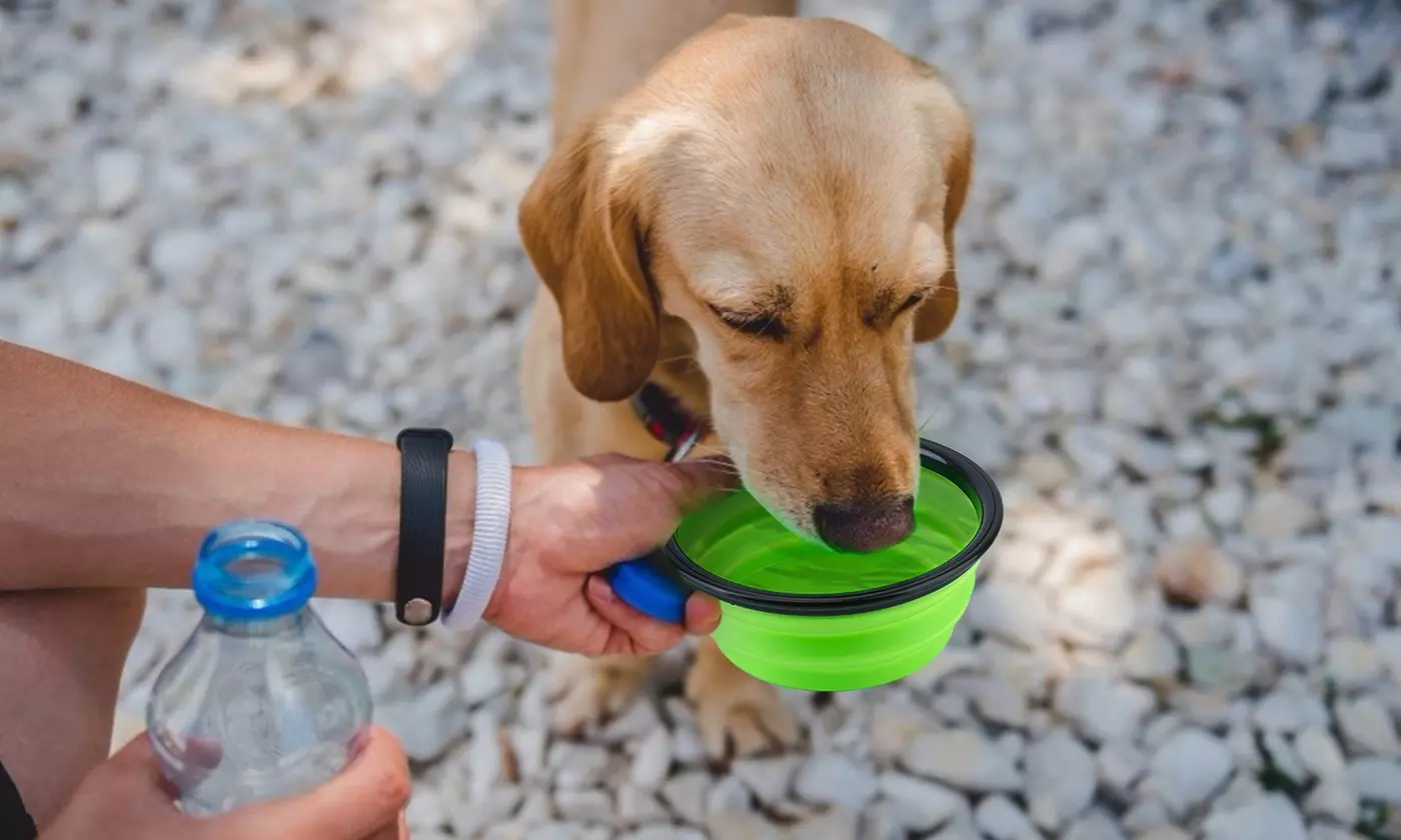 PetLuv Collapsible Silicone Travel Dog Bowls with Carabiners (4-Pack)