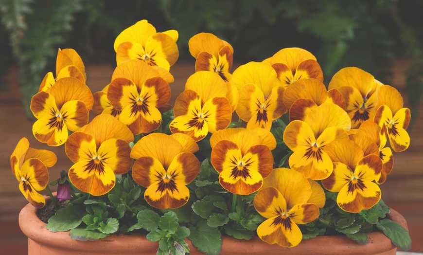 Image 7: 60 or 120 Plug Plants of Winter Bedding Collection 