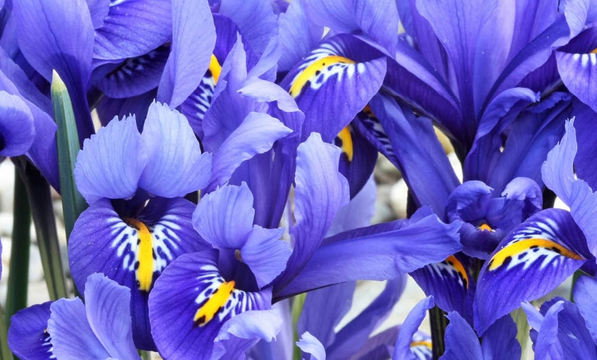 Image 2: 30 or 60 - Iris Reticulata ‘Blue’ Bulbs – Spring Flowering
