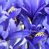 Image 2: 30 or 60 - Iris Reticulata ‘Blue’ Bulbs – Spring Flowering