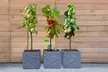 Dwarf Patio Fruit Tree Collection - 3 or 5 Potted Plants - Second Medium