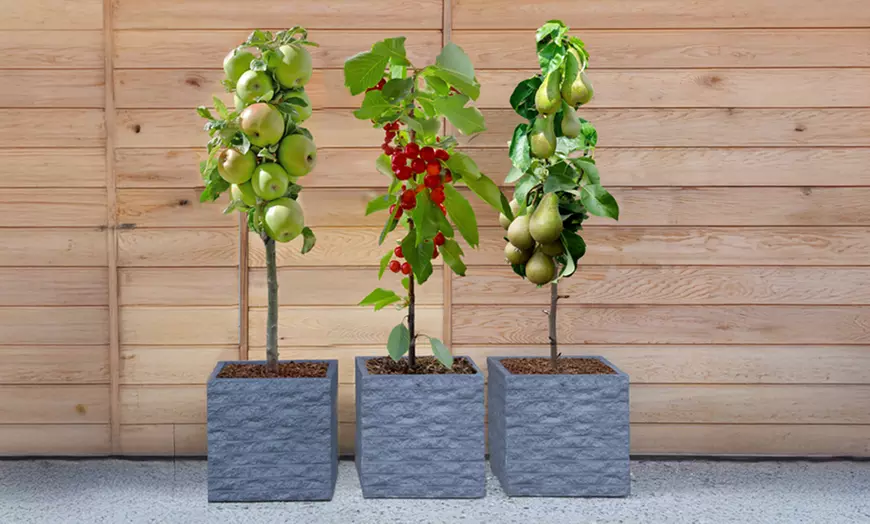 Image 2: Three or Five Dwarf Patio Fruit Tree Collection Potted Plants