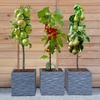 Image 2: Dwarf Patio Fruit Tree Collection - 3 or 5 Potted Plants