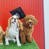 Image 4: Pawfect Makeover: Basic & Full Pet Grooming for Cats and Dogs