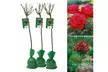 Set de 3 plantas de exterior Rosal XXL - Image 2