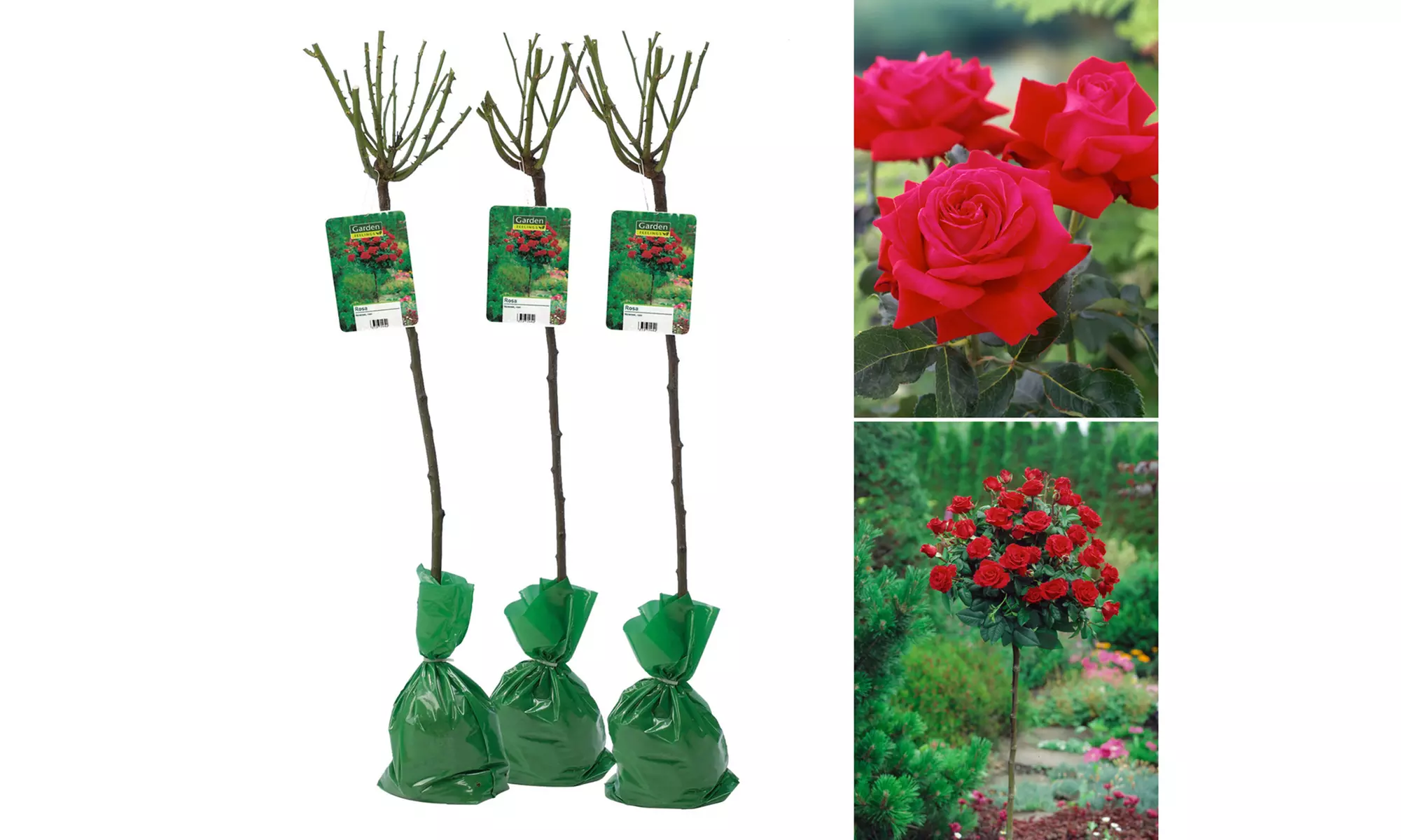 3 plantas de exterior Rosal XXL