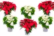 Set van 3 of 6 kerstster-planten, verkrijgbaar in wit en rood - Image 5
