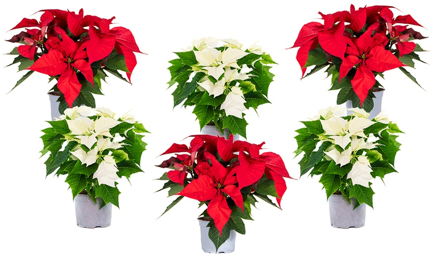 Image 5: Set van 3 of 6 kerstster-planten