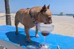 $20 or $50 Towards Food and Drink Or Dining Experience for 2 or 4 at Monty’s Dog Beach & Bar (Up to 42% Off) - Second Medium