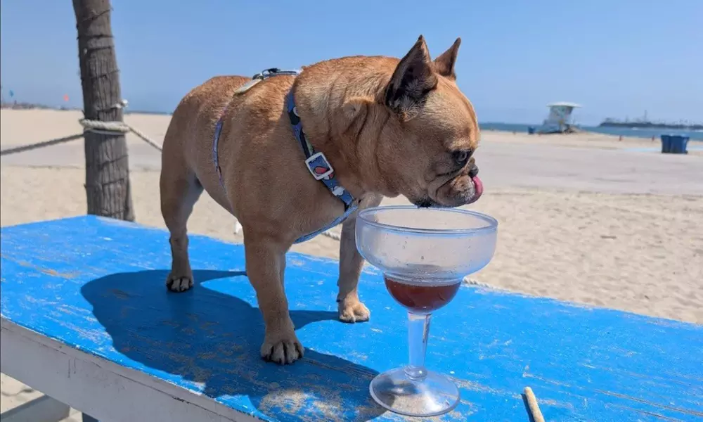 $20 or $50 Towards Food and Drink Or Dining Experience for 2 or 4