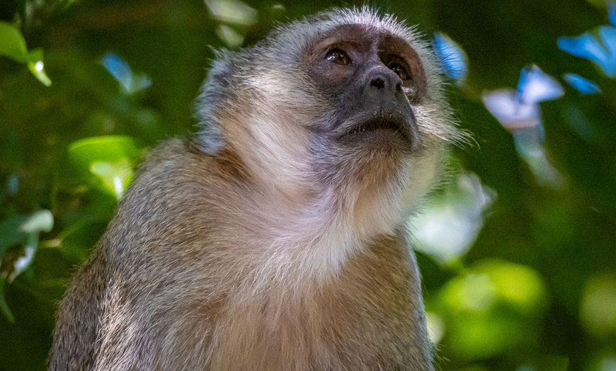 Image 22: 8-Day Yoga & Safari Retreat