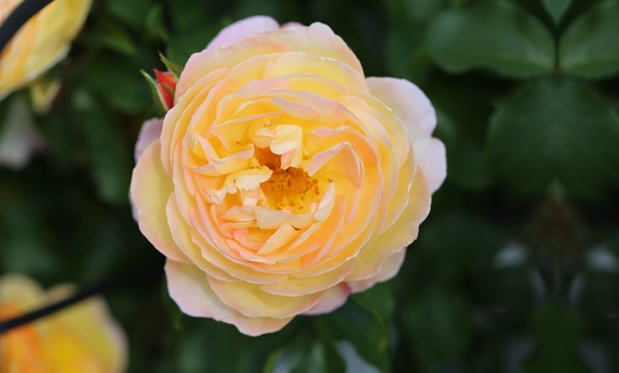 Image 4: Rose of the Year Winners Collection - 4 Plants