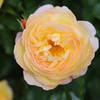 Image 4: Rose of the Year Winners Collection - 4 Plants