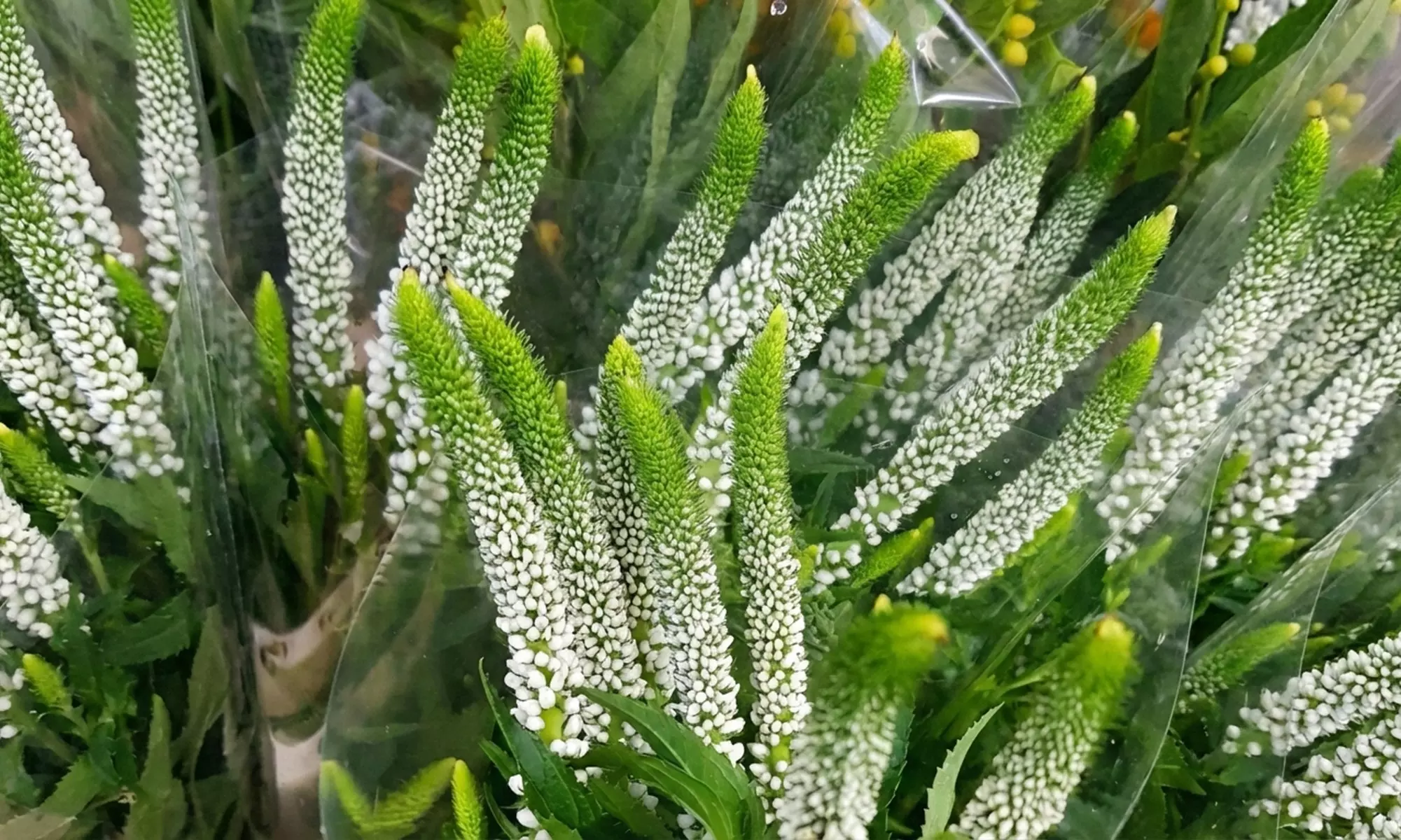 Mehrjähriges Stauden-Set „Isa“ mit 10 Pflanzen