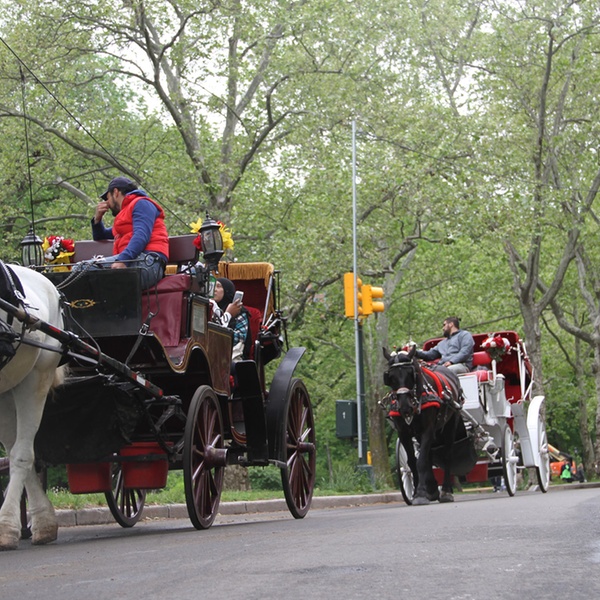 central park carriage ride groupon