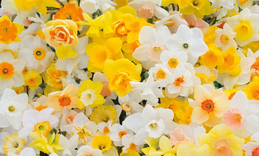 Image 2: 20, 40 or 80 Narcissus Sunshine Mix Bulbs