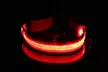 SAFETY LED Dog Pet Light Up Collar Night Glow Adjustable Bright 5 Color Leash - Second Medium