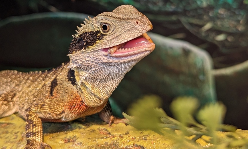 Image 8: Explore World Class Natural History, Dinosaurs and Live Animals