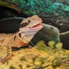 Image 8: Explore World Class Natural History, Dinosaurs and Live Animals