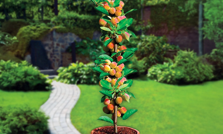 Image 4: 1 of 2 sets van 4 zuilvormige fruitbomen